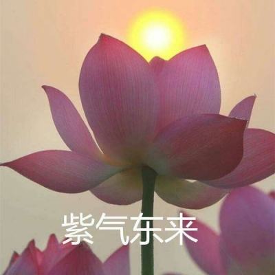 诛仙手游oppo客户端下载